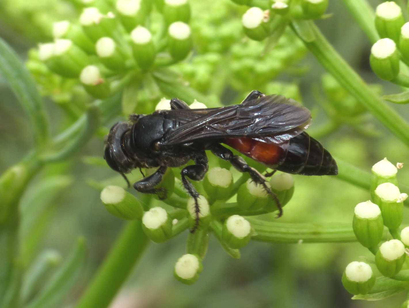 Pompilidae? No. Larra anathema (Crabronidae)